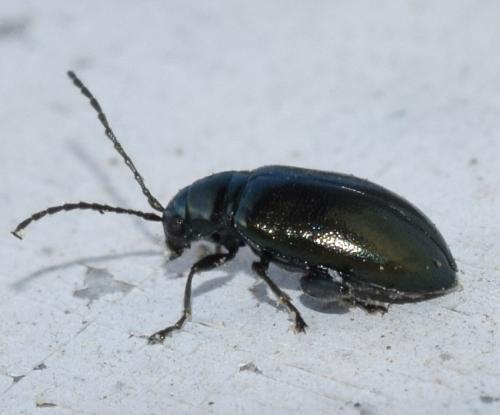 Réf. 273 963 : Altica sp.